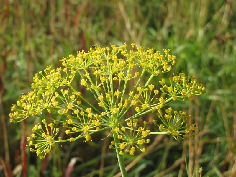 Dill photo 2