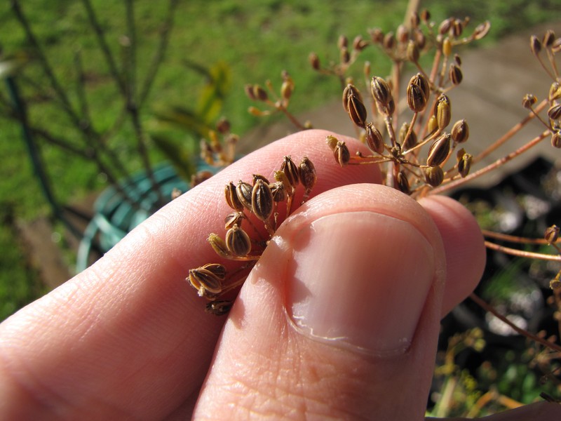 Dill photo 3