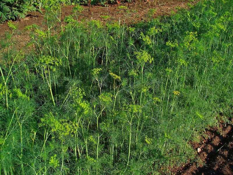 Dill photo 4