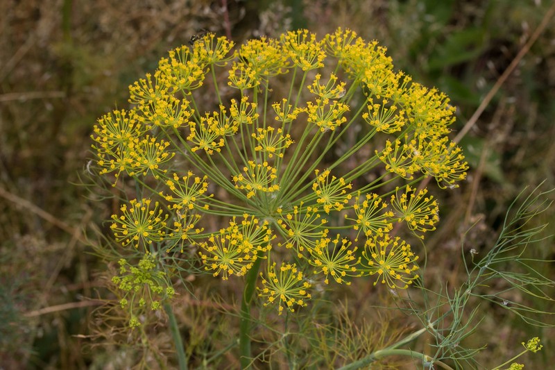 Dill photo 5