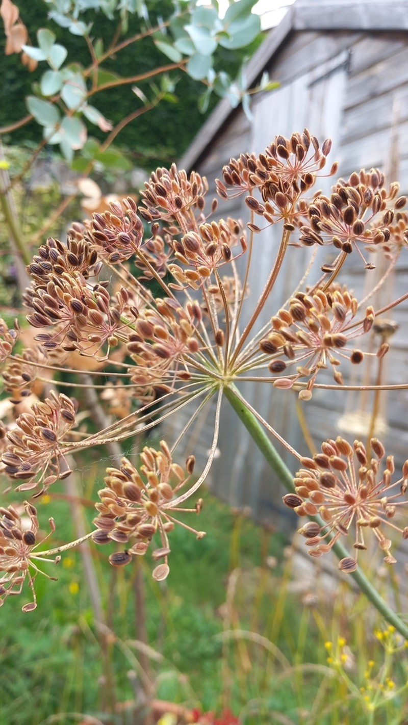 Dill photo 6