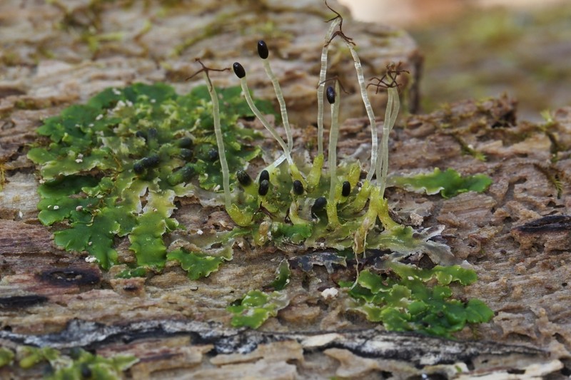 Aneura pinguis photo 2