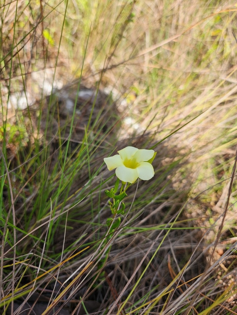 Pineland Golden Trumpet