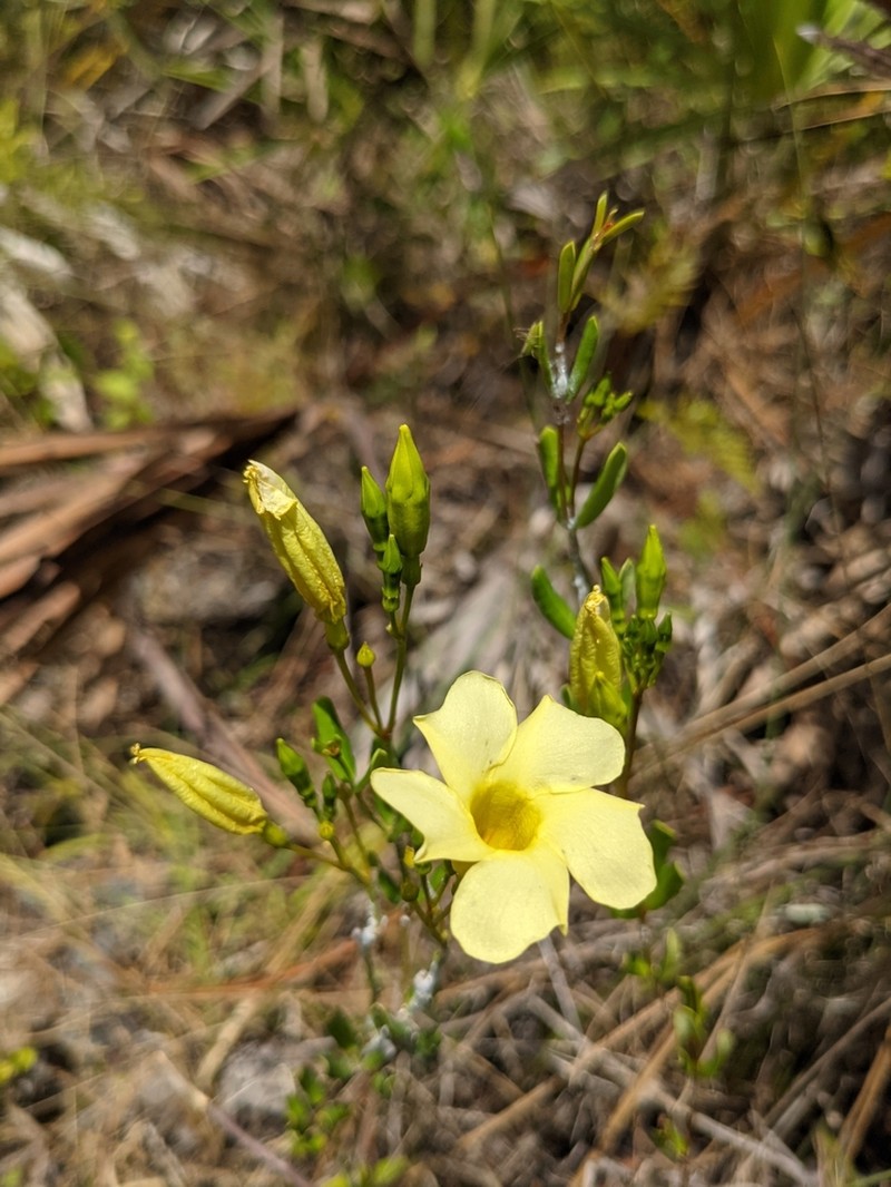 Pineland Golden Trumpet photo 2
