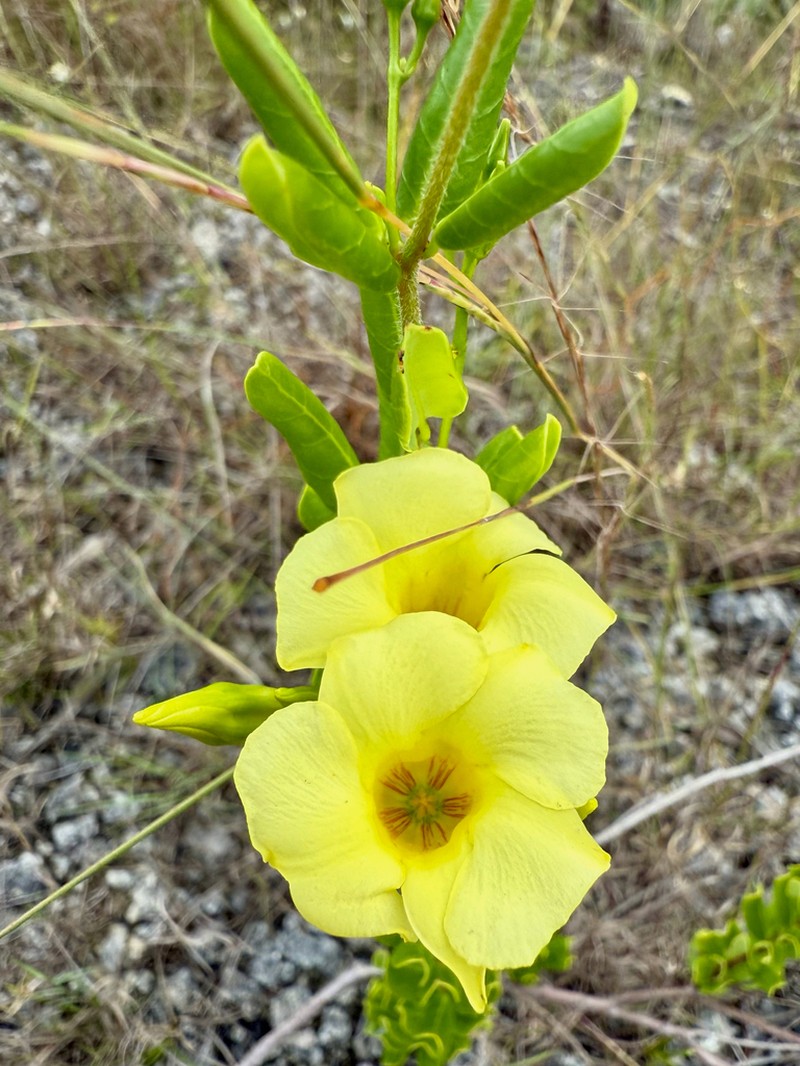 Pineland Golden Trumpet photo 3