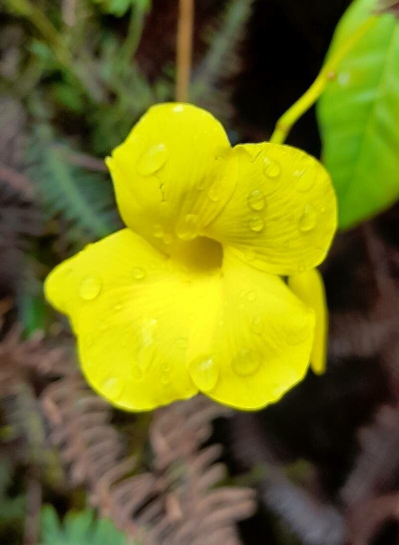 Angadenia lindeniana