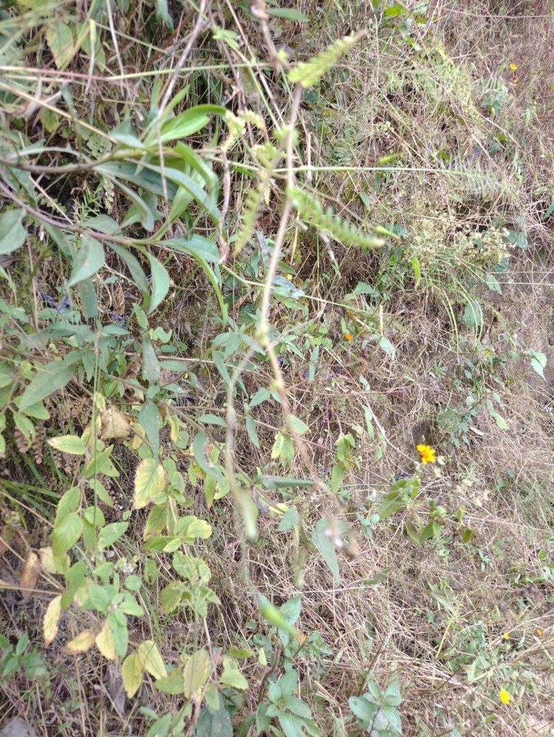 Angeldiazia weigendii