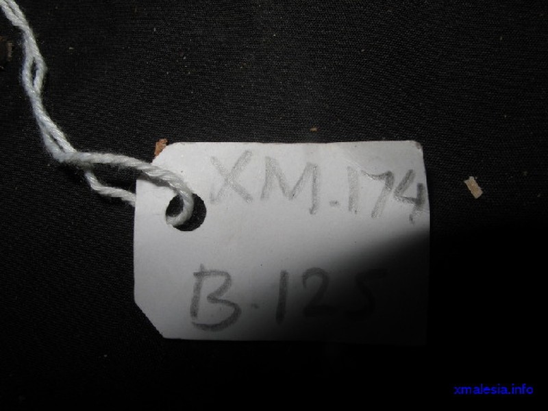 Angelesia splendens