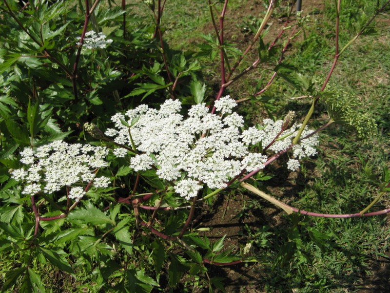 Angelica acutiloba