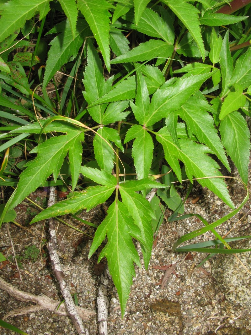 Angelica acutiloba photo 2