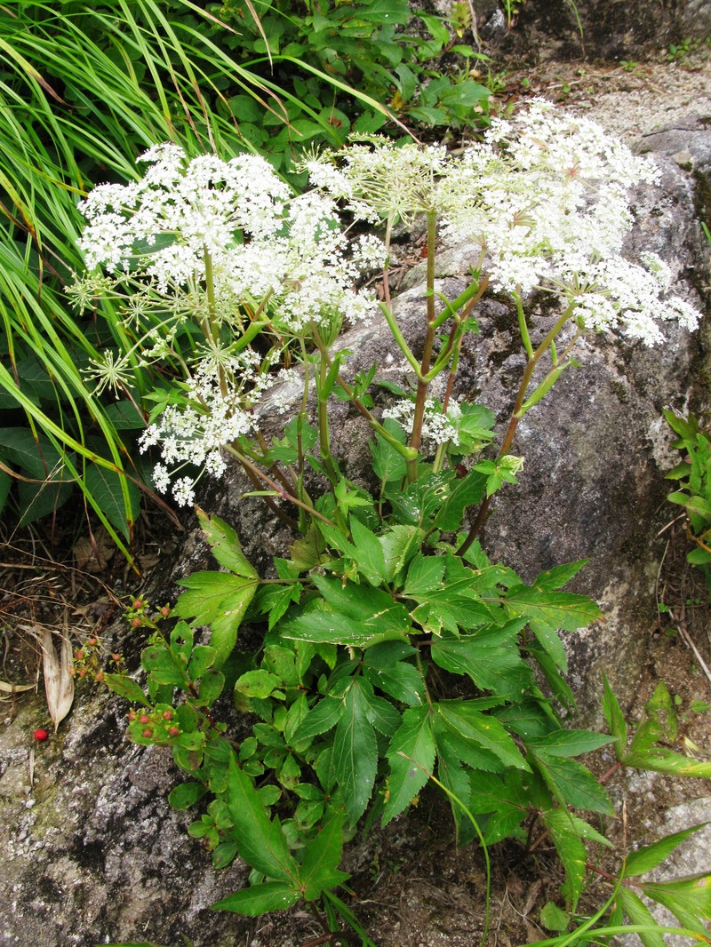 Angelica acutiloba photo 3