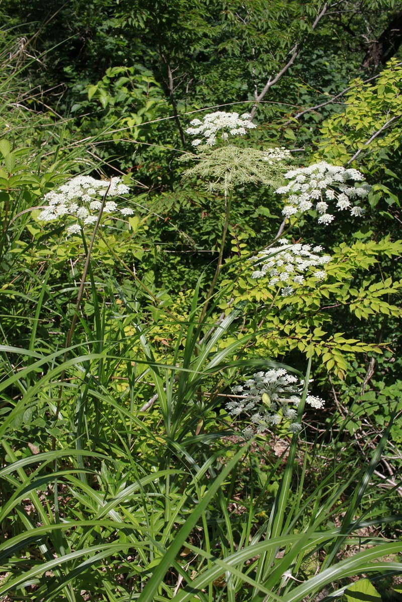 Angelica acutiloba photo 5