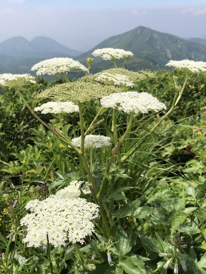 Angelica acutiloba photo 6