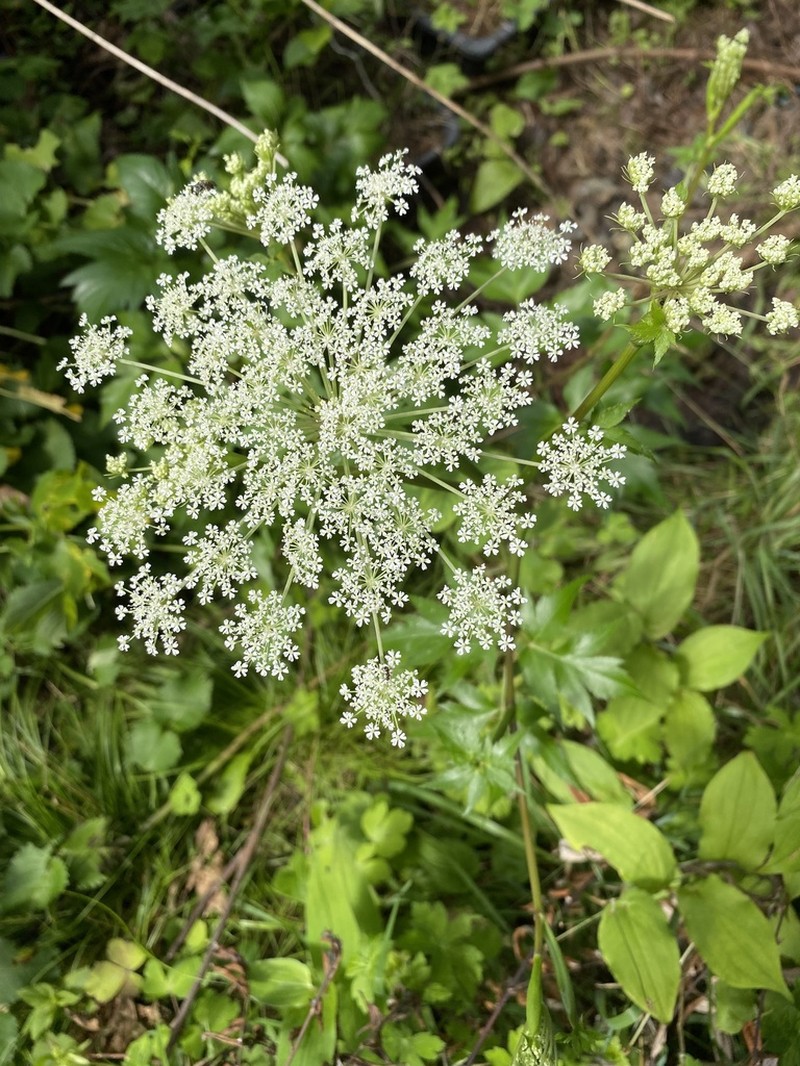 Angelica acutiloba photo 7