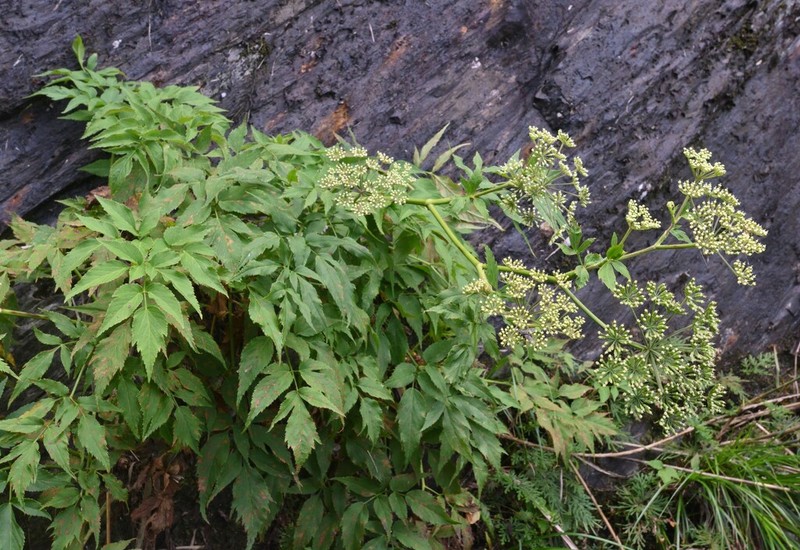 Angelica aliensis photo 2
