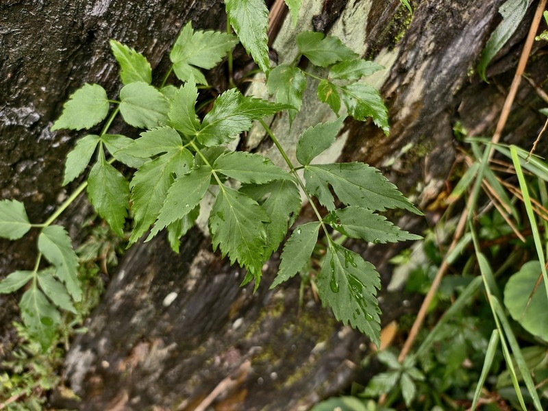 Angelica aliensis photo 3