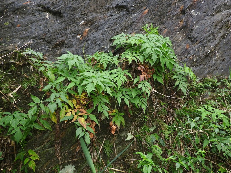 Angelica aliensis