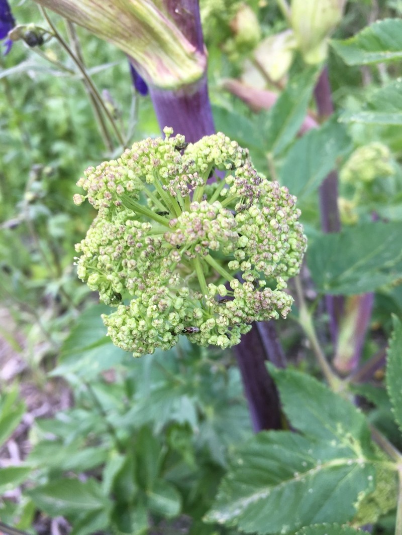 Giant Angelica