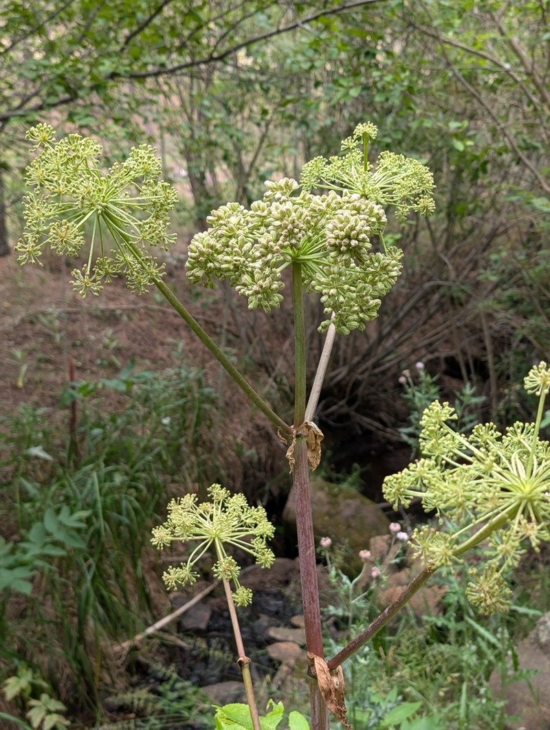 Giant Angelica photo 2