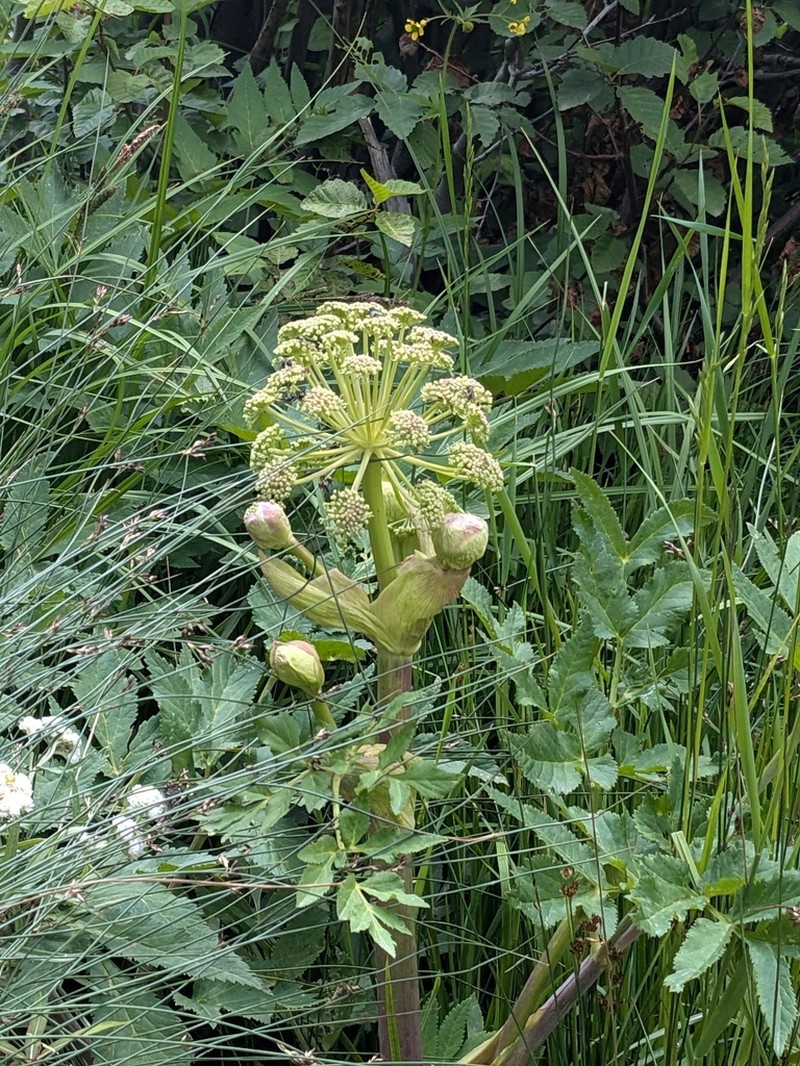 Giant Angelica photo 3