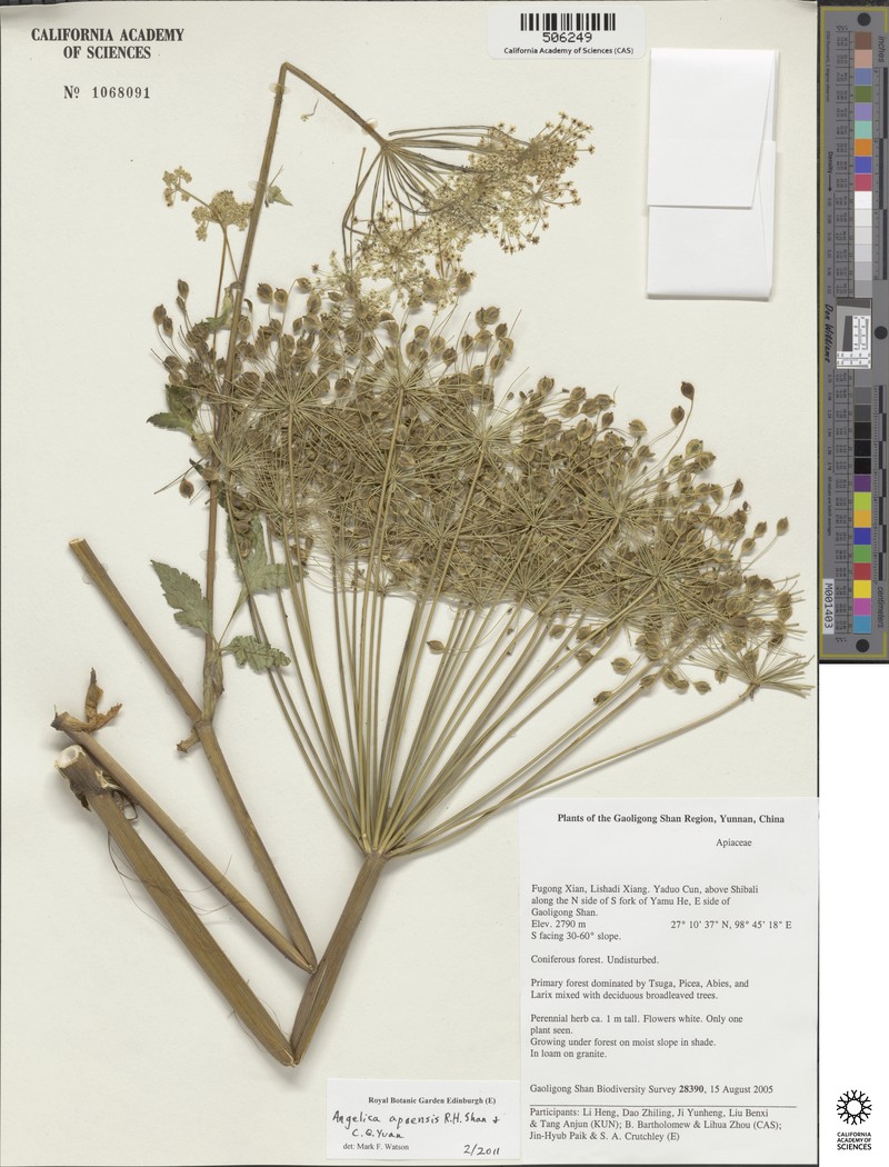 Angelica apaensis