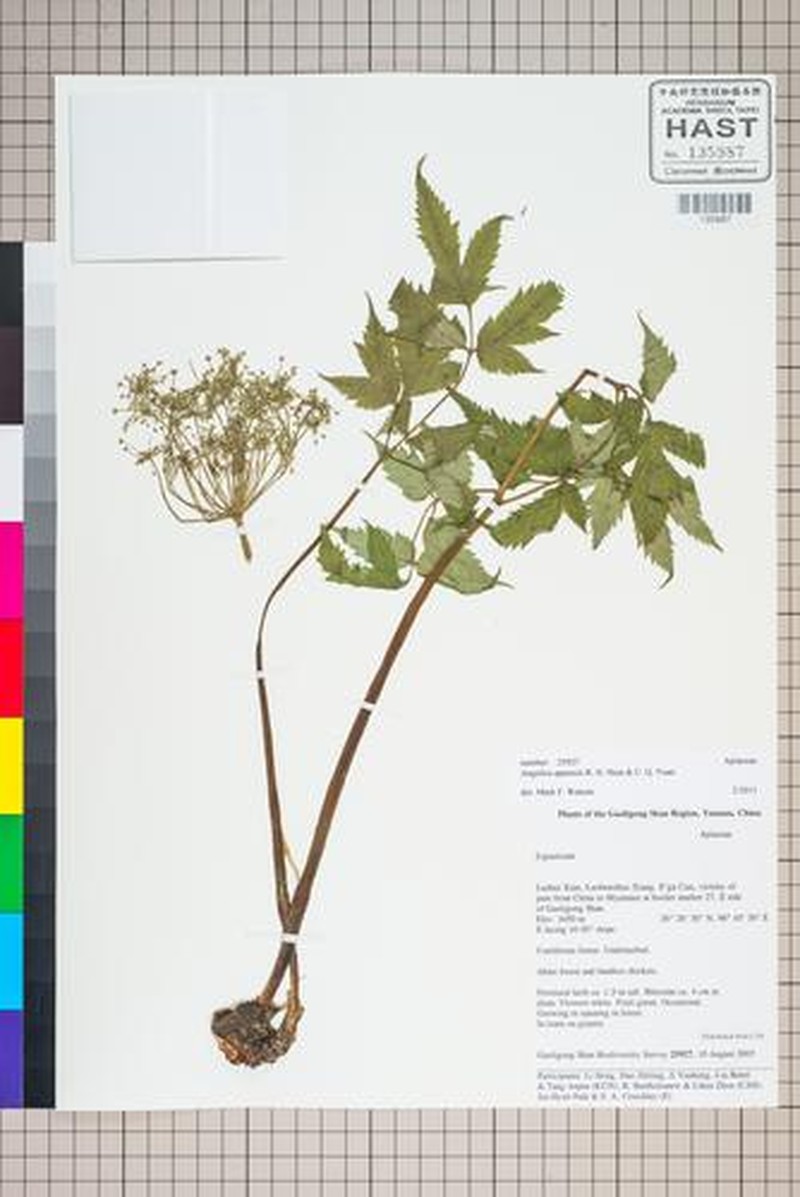 Angelica apaensis photo 2