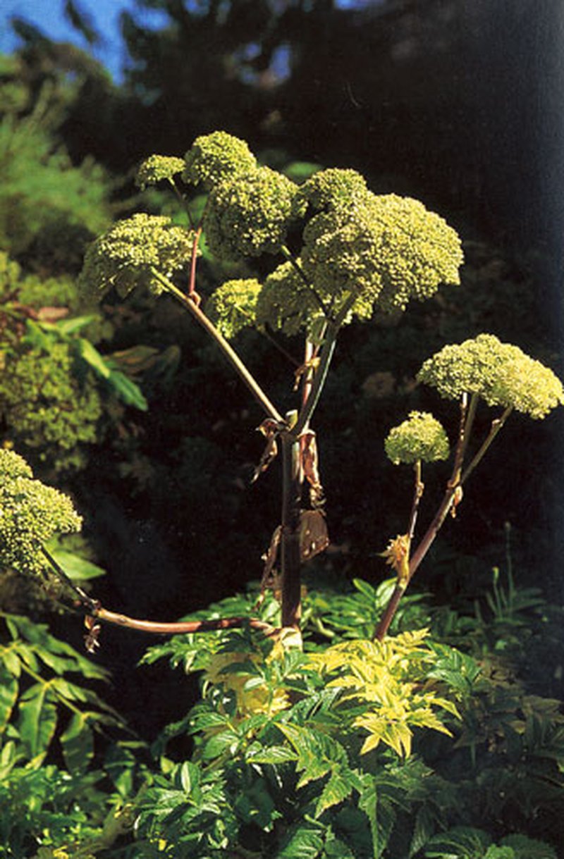 Norwegian Angelica photo 2