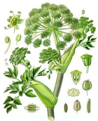 Norwegian Angelica