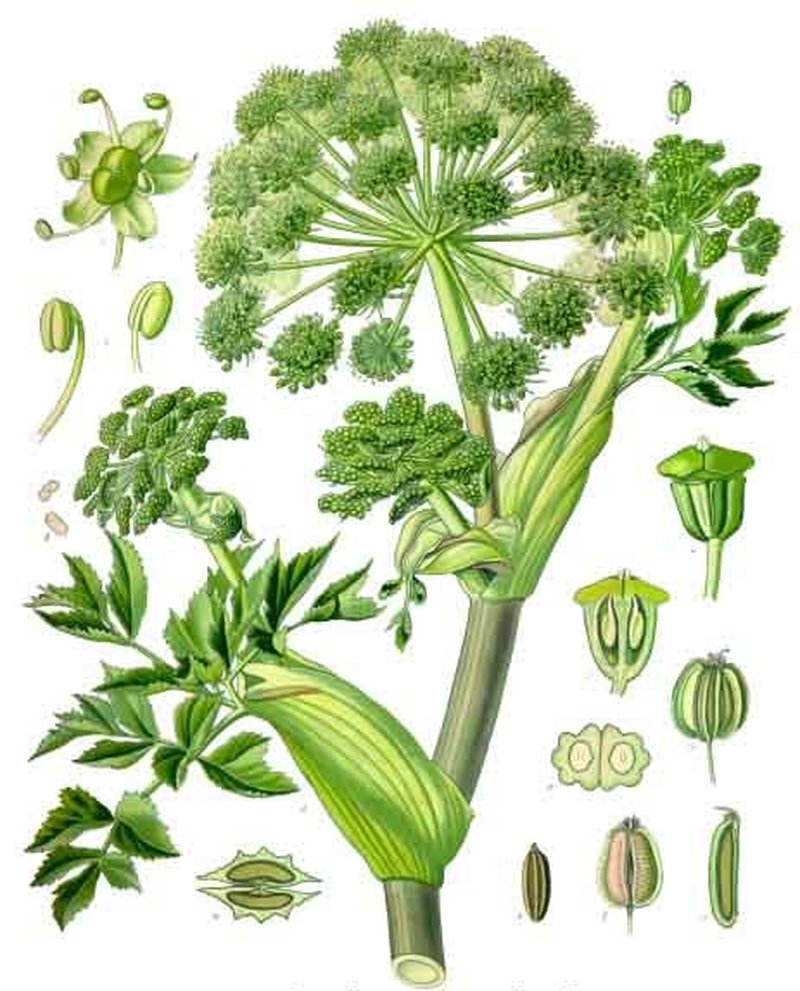 Norwegian Angelica