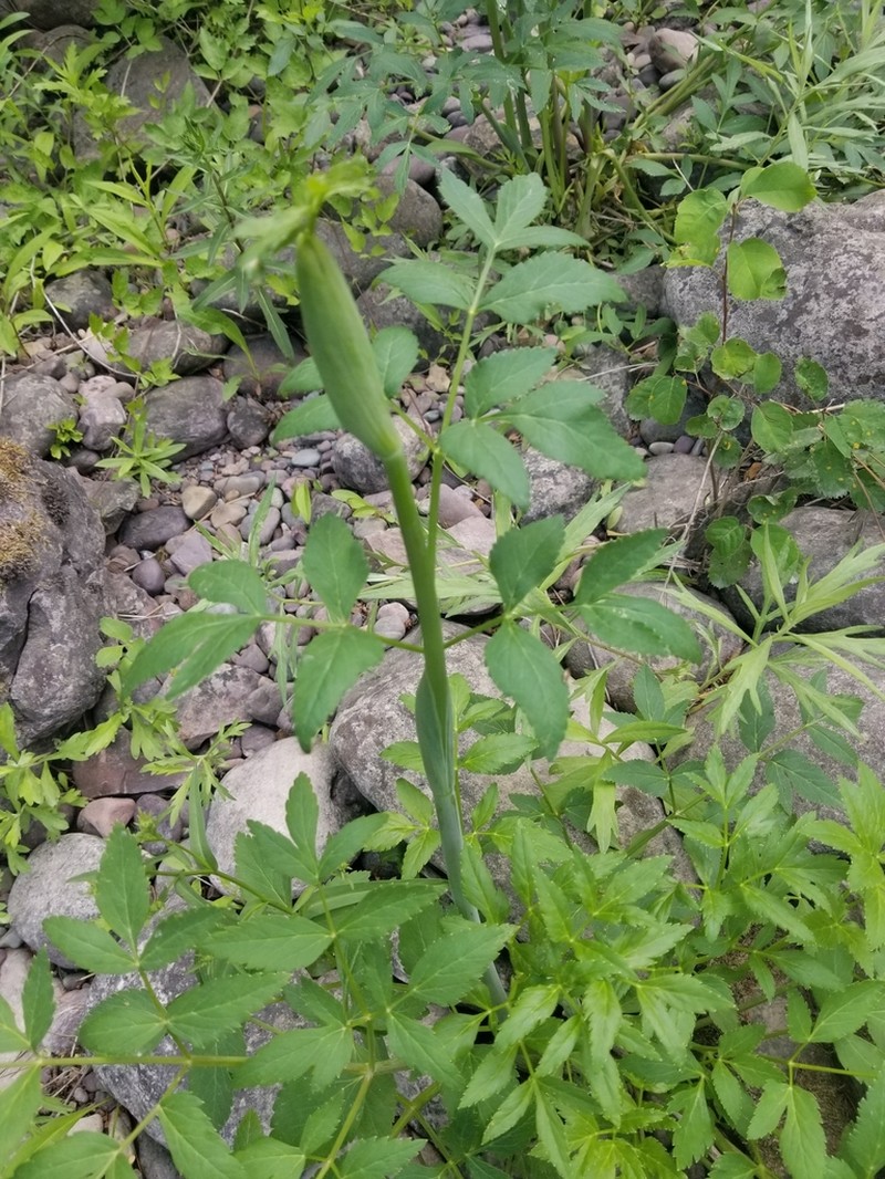 Lyall's Angelica photo 2
