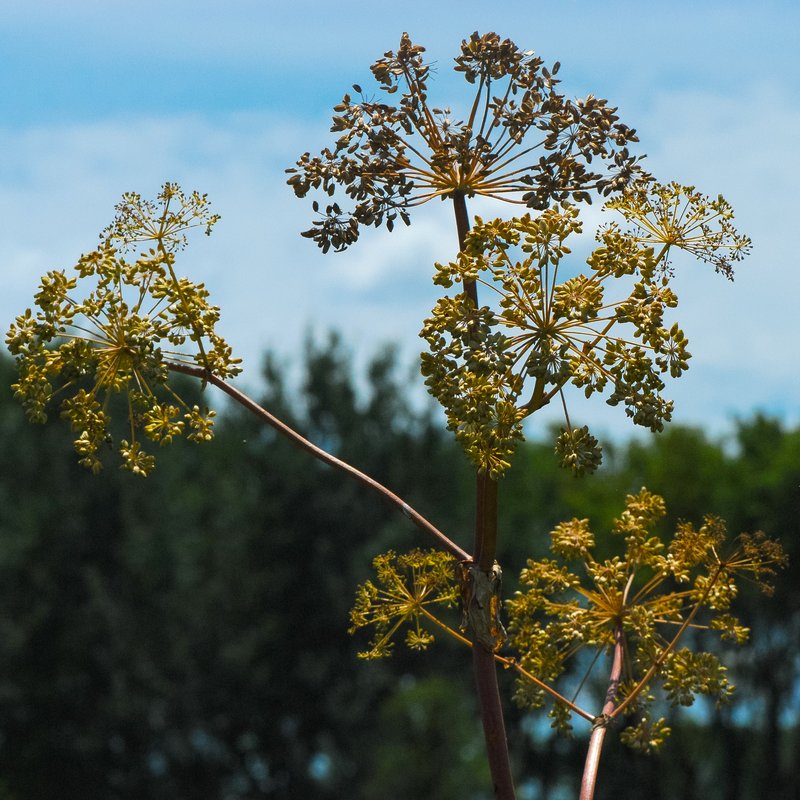 Purplestem Angelica photo 3