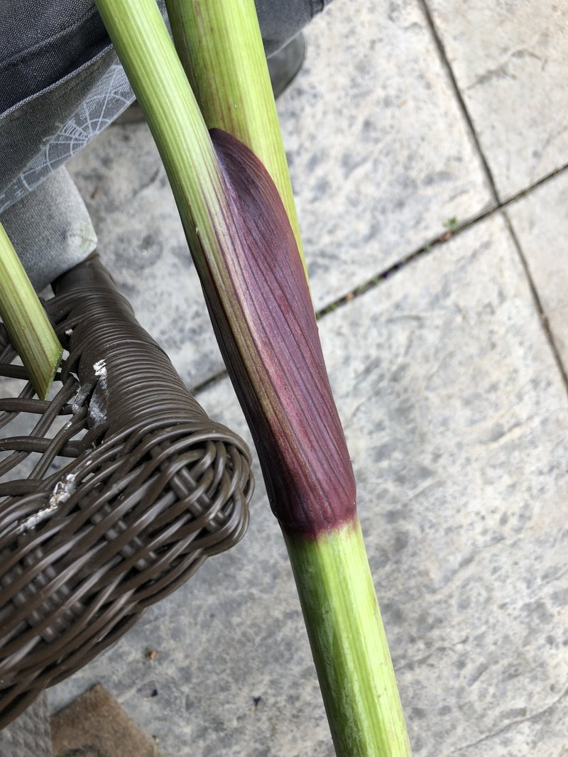 Purplestem Angelica photo 5