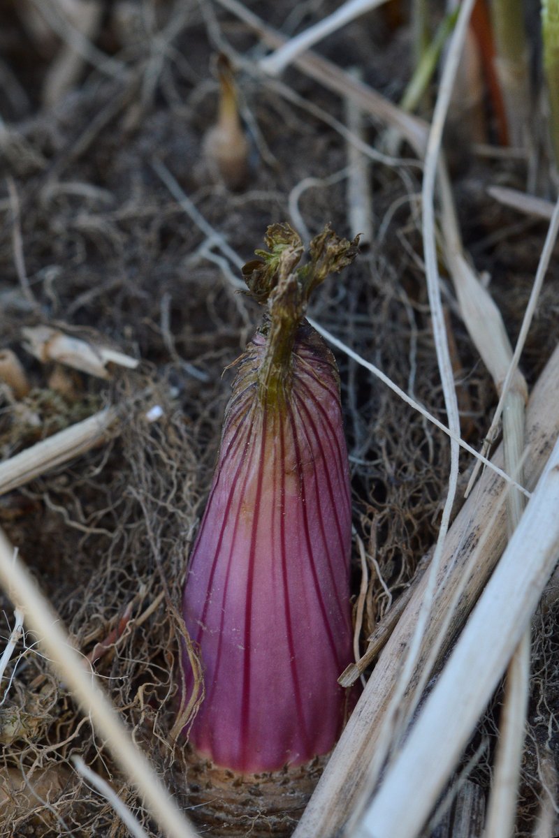 Purplestem Angelica photo 6