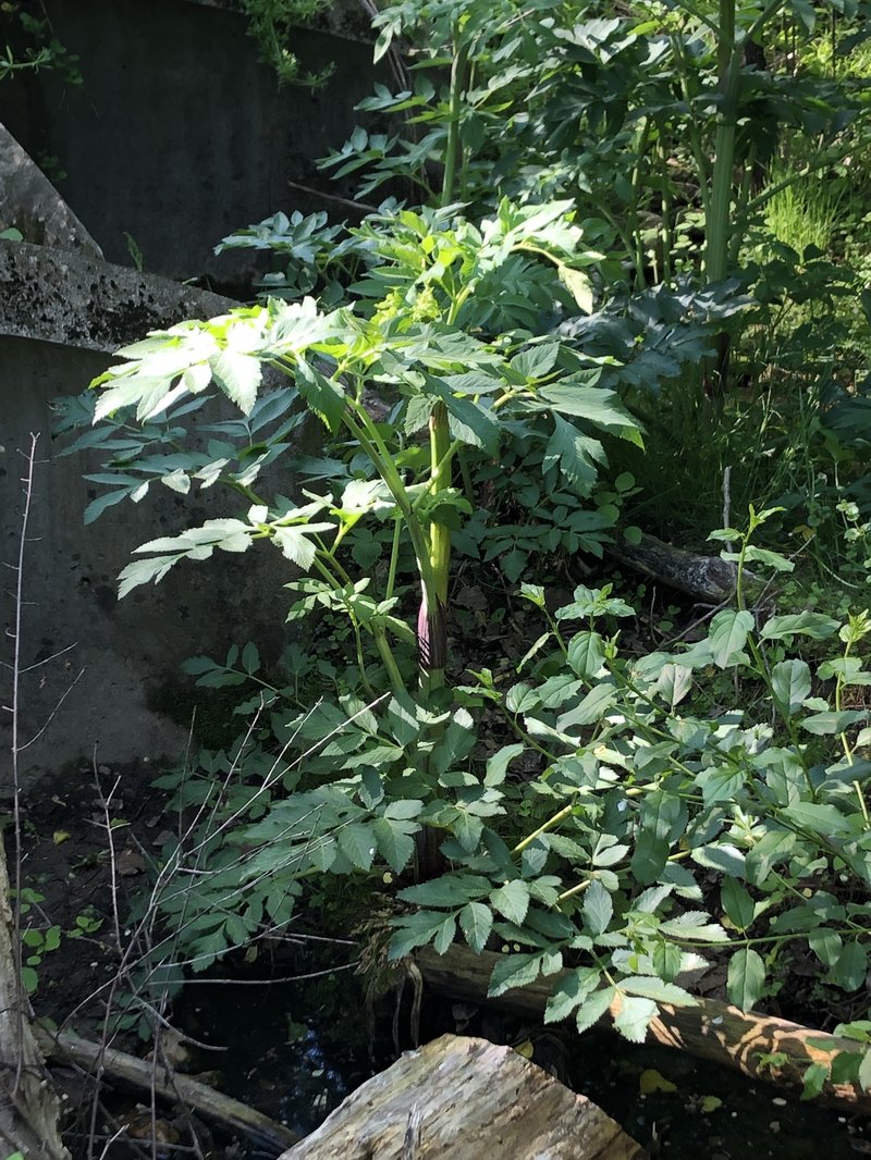 Purplestem Angelica photo 7