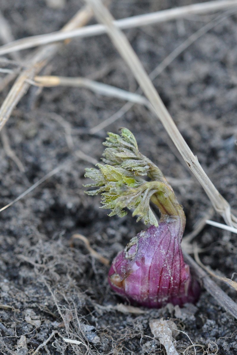 Purplestem Angelica photo 8