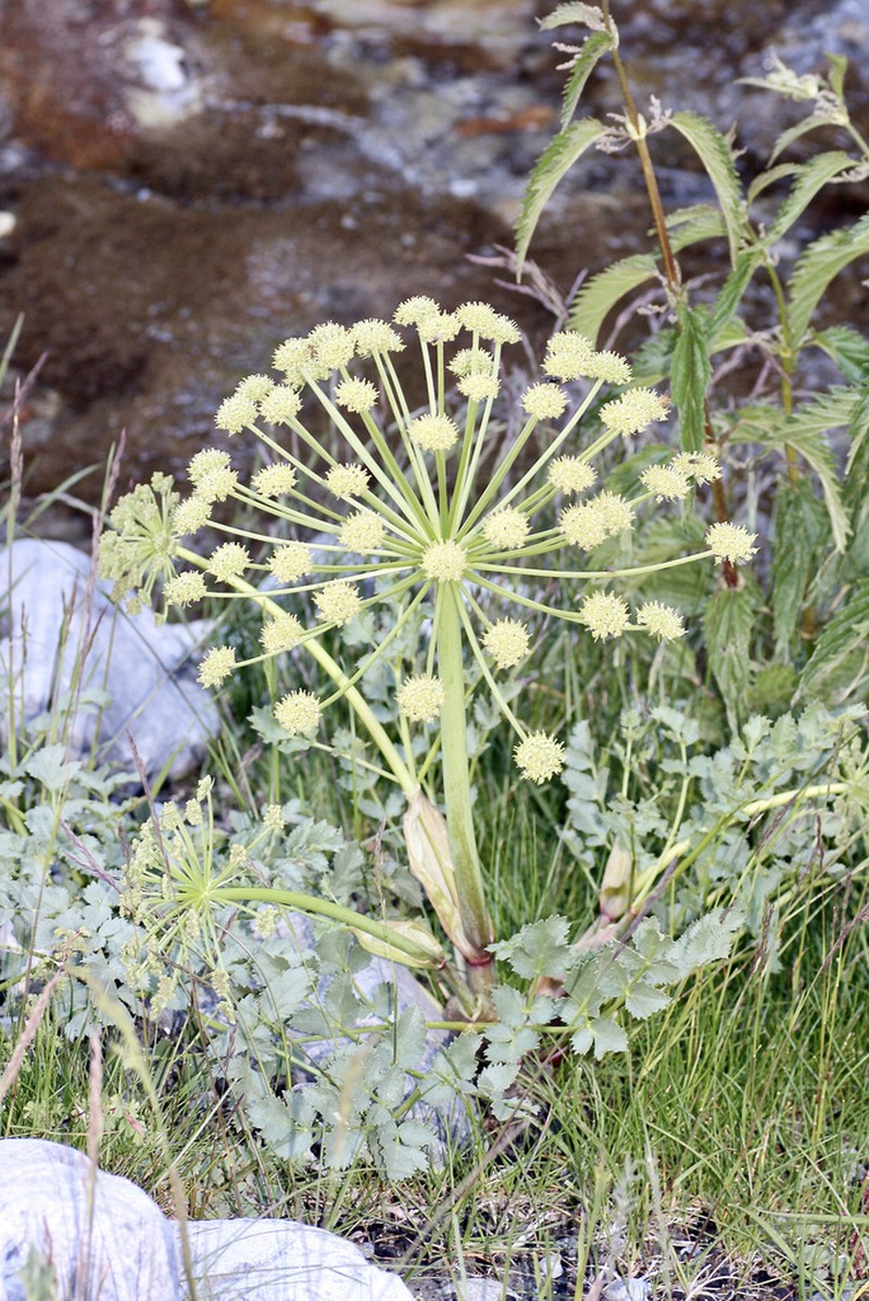 Angelica brevicaulis