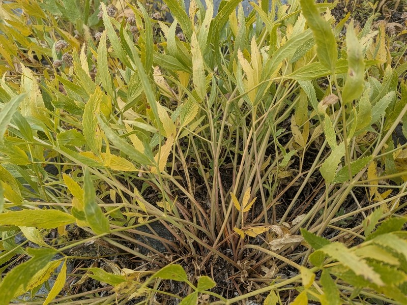 Brewer's Angelica photo 3