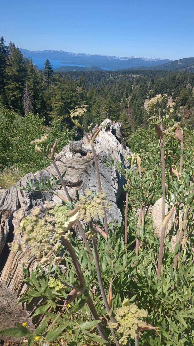 Brewer's Angelica photo 4