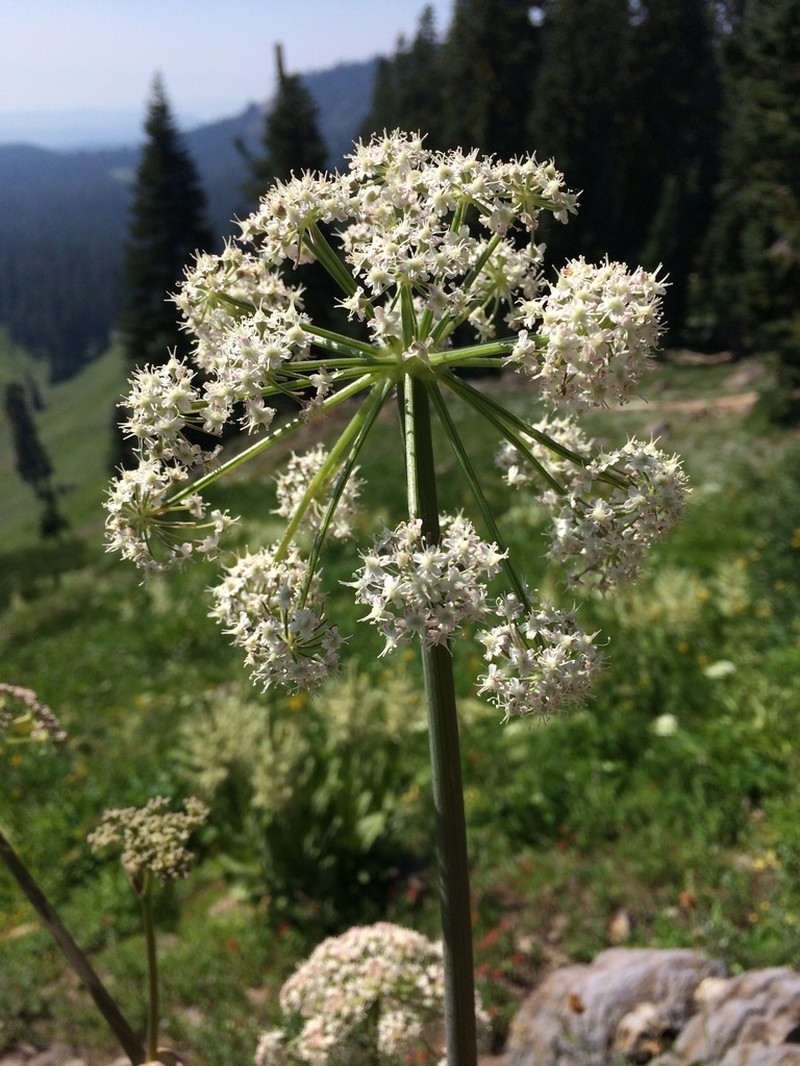 Brewer's Angelica photo 5
