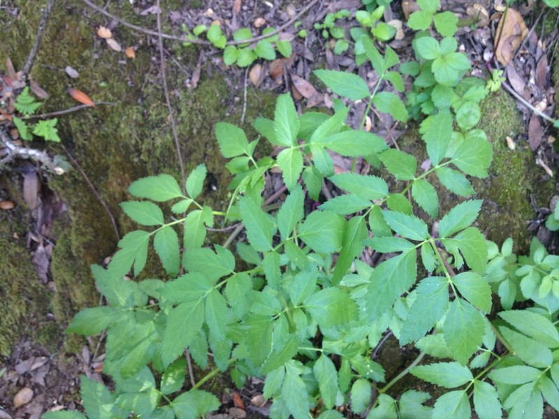 California Angelica