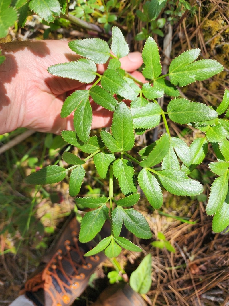 Canby's Angelica