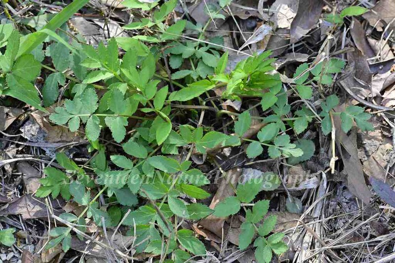 Angelica cartilaginomarginata