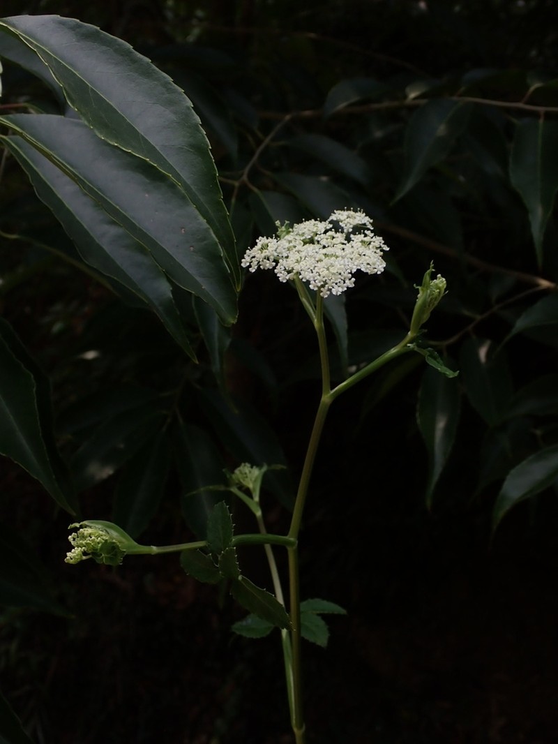 Angelica cartilaginomarginata photo 2
