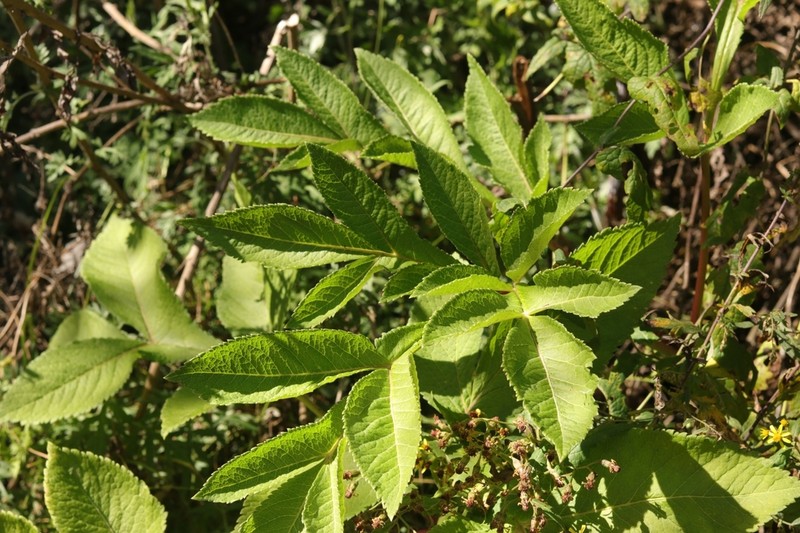 Angelica cyclocarpa