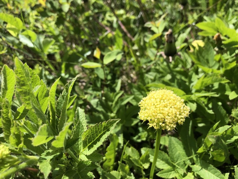 Dawson's Angelica