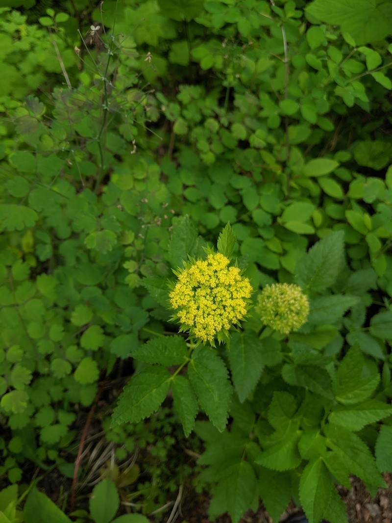 Dawson's Angelica photo 2