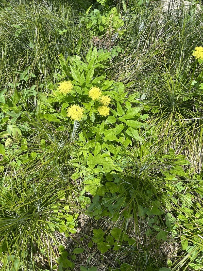 Dawson's Angelica photo 3