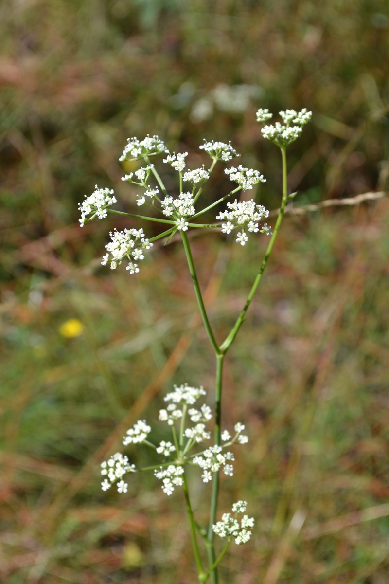 Angelica dentata