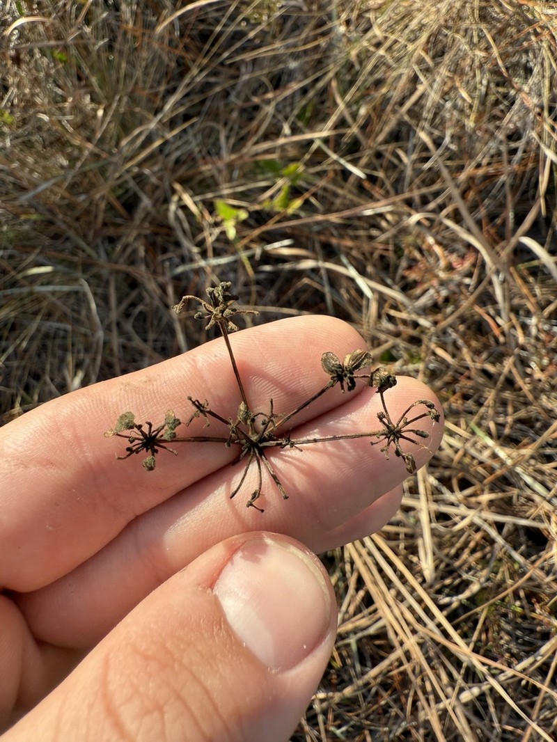 Angelica dentata photo 2