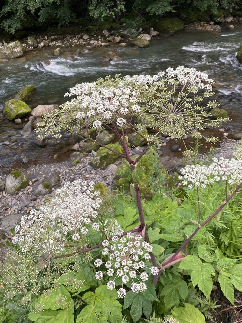 Angelica edulis